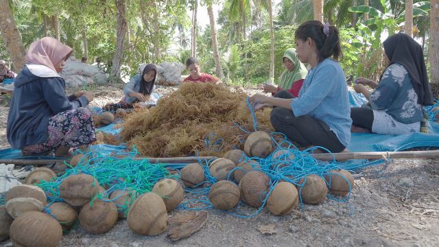 Modeling Budidaya Rumput Laut Di Wakatobi, Terapkan Hasil Panen Berkualitas