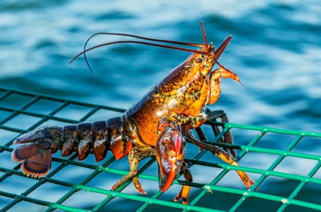 Ilsutrasi Lobster - Foto : Istock