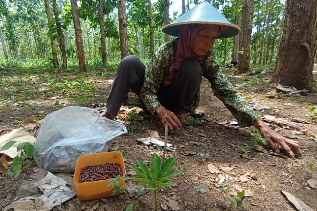 Seorang nenek memilah daun jati kering untuk mendapatkan ungker ulat jati di Hutan Jati Urip (Panennews.com/Ahmad M)