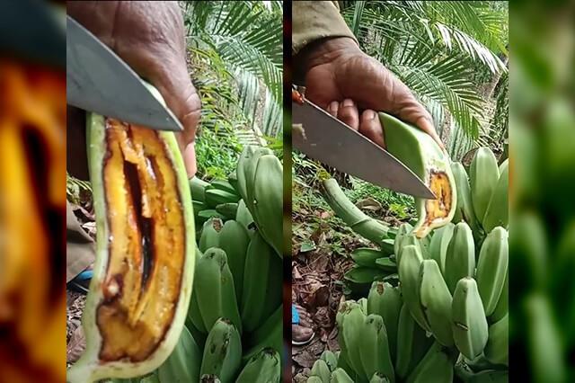 Tangkapan layar video sebuah pisang dan buahnya yang terserang hama