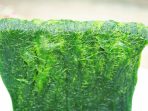 Fresh green spirogyra , fresh water algae