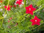 Red Star ipomoea flowers blooming in spring time