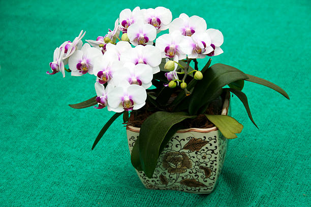 White orchids with pink center spot in flowery printed ceramic pot