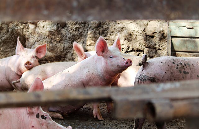 ilustrasi peternakan babi