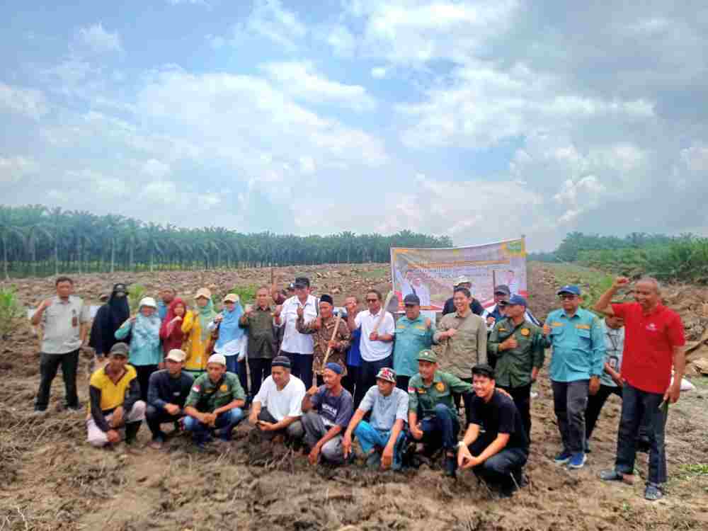 Tanam Padi Gogo, Jadi Solusi Pemanfaatan Lahan Kelapa Sawit