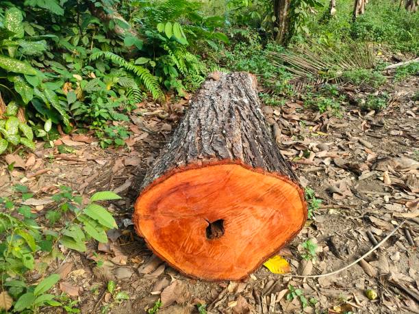 Large mahogany trees have been cut down