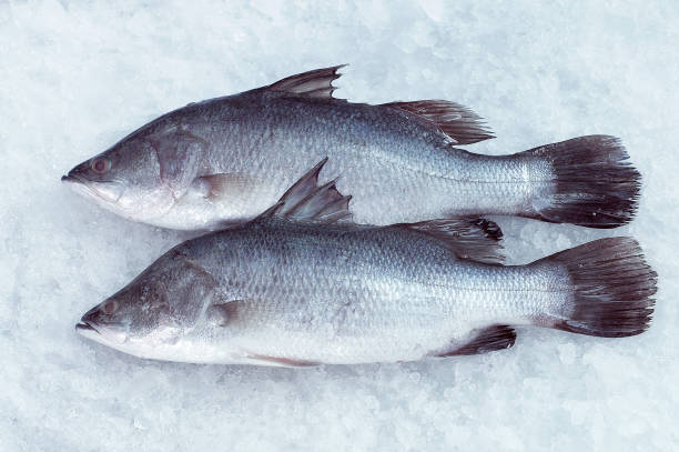 fresh fish on the ice market place