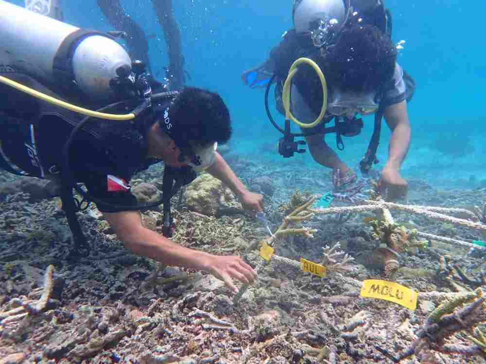 kkp-kembangkan-program-adopsi-karang