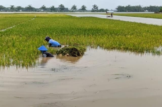 sawah petani yang banjir di Pati