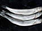 Three Frozen Chapelin Shisamo Japanese Fish on Black Stone Plate