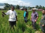 Para petani Desa Tal menunjukan tikus yang ditangkap secara manual. (Dok. Istimewa)