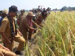 Penjabat Bupati Kupang Alex Lumba saat bersama petani melakukan panen padi di Nunusono (Penennews.com/Jeje Taolin)