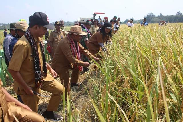 Penjabat Bupati Kupang Alex Lumba saat bersama petani melakukan panen padi di Nunusono (Penennews.com/Jeje Taolin)