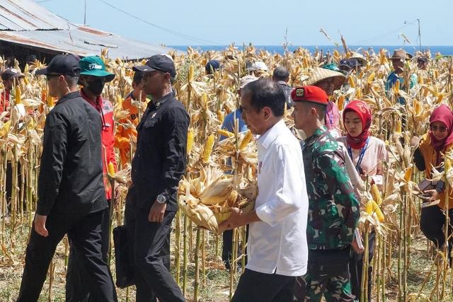 Presiden saat panen raya jagung di Kelurahan Brang Biji
