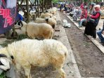 Suasana kontes domba di Kabupaten Sleman (Panennews.com/Hernawan)