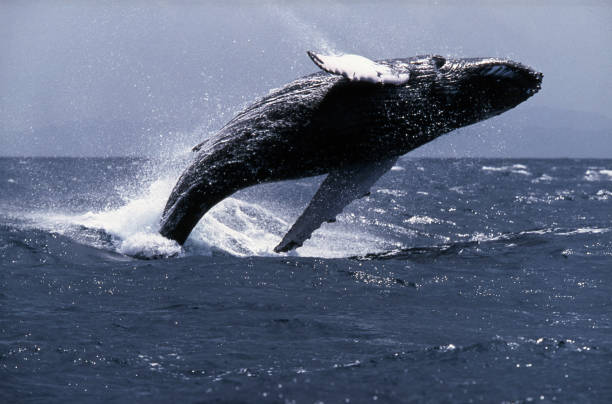 Whale jumping