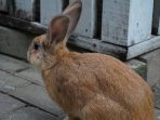 A cute baby rabbit stock photo