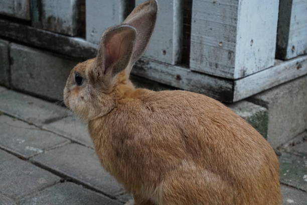 A cute baby rabbit stock photo