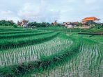 Ilsutrasi sawah padi