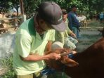 Nyamani merapikan sapi milik pelanggan di Pasar Wage,Pati, Jawa Tengah. (Panennews.com/A. Muharror)
