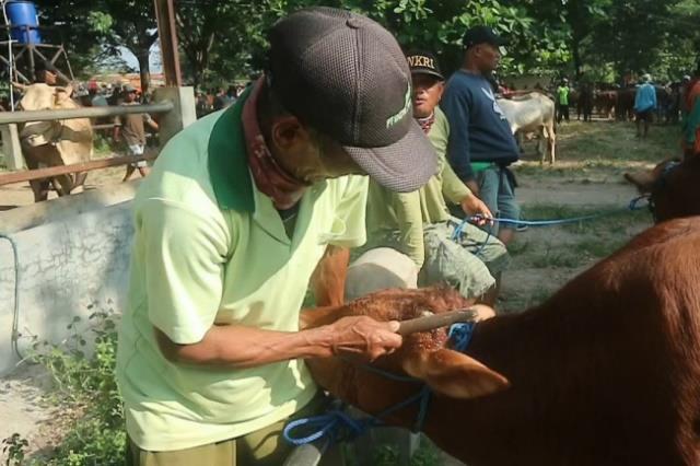 Nyamani merapikan sapi milik pelanggan di Pasar Wage,Pati, Jawa Tengah. (Panennews.com/A. Muharror)