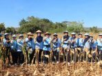 Personil Lanud El Tari Kupang panen jagung dilahan pertanian Lanud