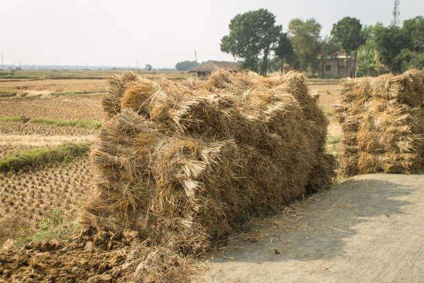 Straw bales on paddy field in rural India.