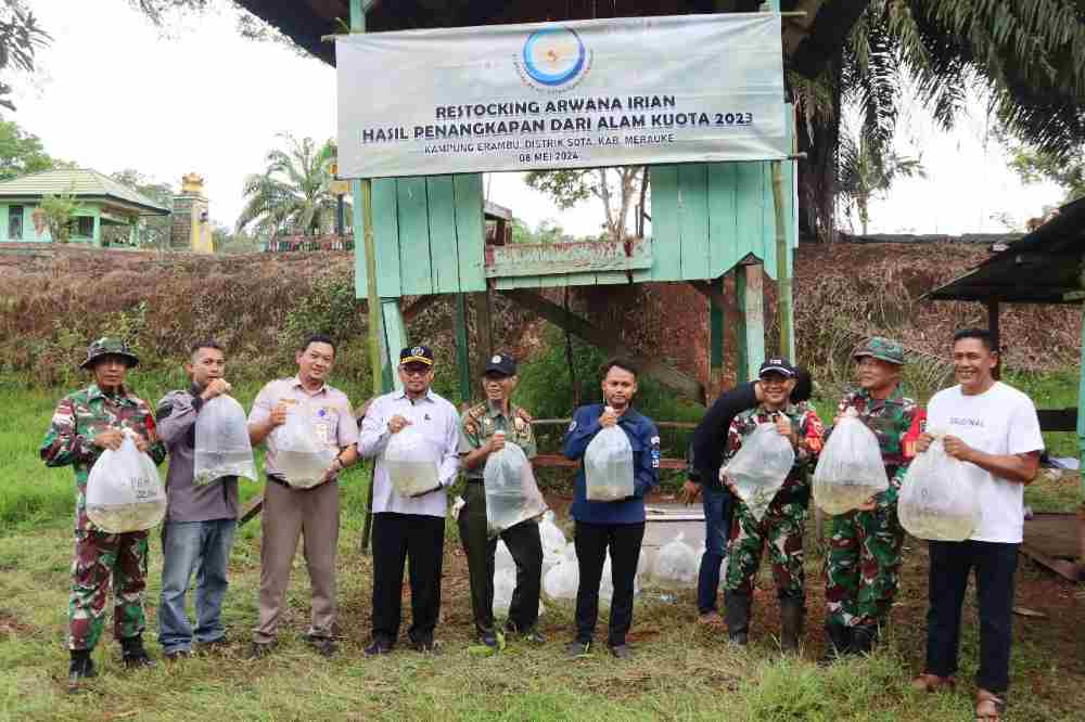 kkp-lepasliarkan-ratusan-arwana-irian-di-merauke