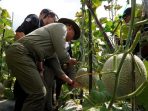 Panen raya rock melon di Gunungkidul