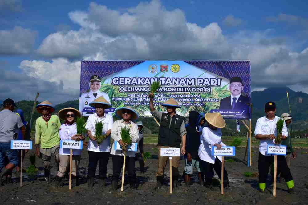 gerakan-tanam-padi-mamuju