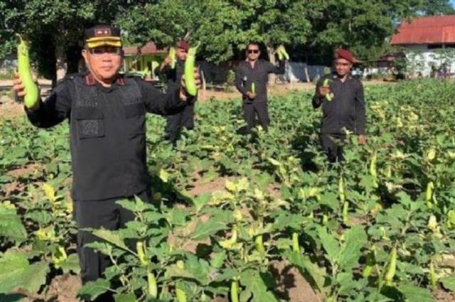 Kalapas Atambua Bistok Oloan Situngkir saat melakukan panen terong hasil kerja WBP (Dok. Istimewa)