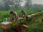 Petani lebah saat memanen madu (Dok. Istimewa)