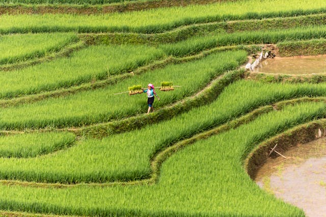 ilustrasi petani di sawah