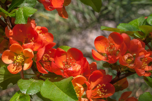 Red pink orange flowers of blooming Flowering Chaenomeles Japan