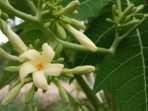 White papaya flowers blossom