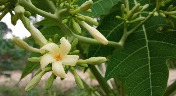 White papaya flowers blossom