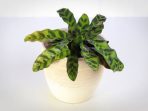 A rattlesnake calathea plant aginst a white background.