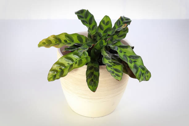 A rattlesnake calathea plant aginst a white background.