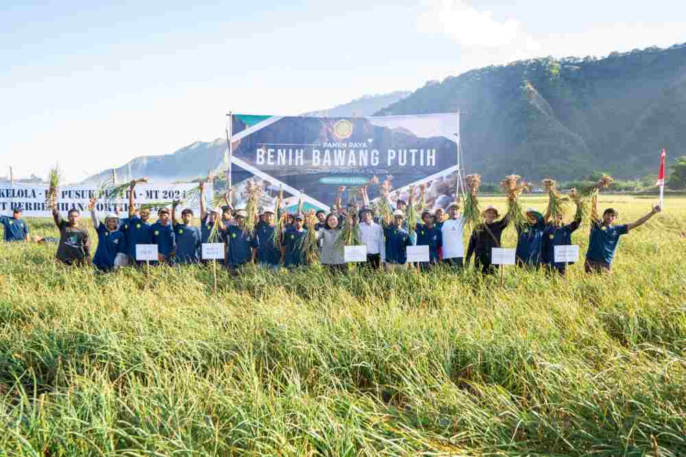 panen-benih-bawang-putih