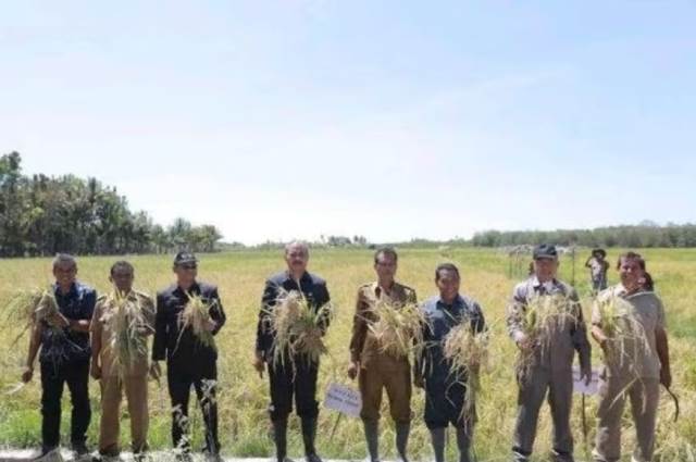 Bupati Sumba Timur bersama Kelompok Tani Bidi Tana saat melakukan panen raya padi varietas ciheran di Desa Kayuri (Dok. Istimewa)