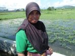 Inaq Derah salah satu petani kangkung di Kota Mataram (Panennews.com/H Wardi)