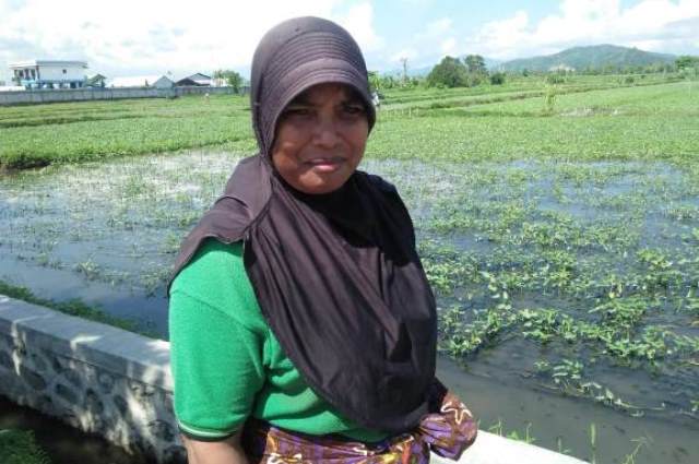 Inaq Derah salah satu petani kangkung di Kota Mataram (Panennews.com/H Wardi)