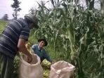 Petani jagung di Kabupaten Pati, Provinsi Jawa Tengah. (Panennews.com/Ahmad Muharror)