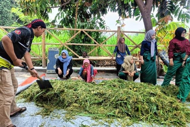 Proses pembuatan silase untuk pakan ternak. (Dok. Fapet UGM)