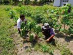 Warga binaan Lapas Kelas IIA Lombok Barat saat menanam pepaya. (Dok.Istimewa)