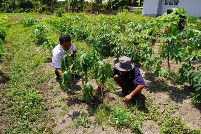 Warga binaan Lapas Kelas IIA Lombok Barat saat menanam pepaya. (Dok.Istimewa)