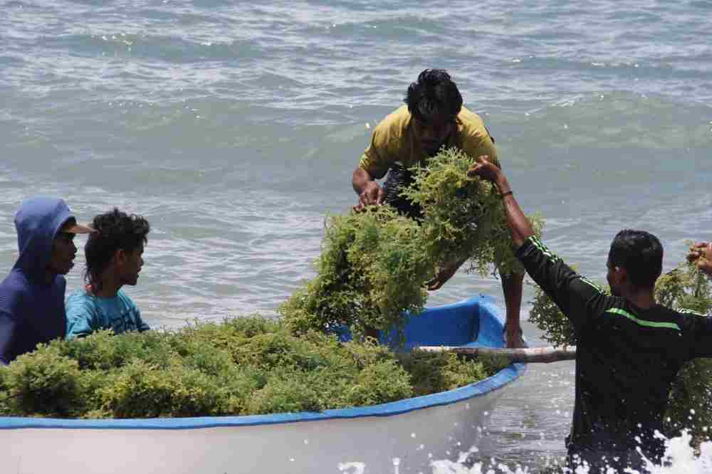 kkp-kembangkan-modeling-budidaya-rumput-laut-di-provinsi-maluku