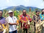 Angelo Wake Kako saat melakukan panen jagung di kebun contoh program Tanam Jagung Panen Sapi (TJPS) (Dok. Istimewa)