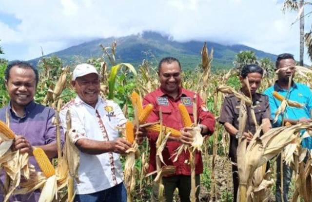 Angelo Wake Kako saat melakukan panen jagung di kebun contoh program Tanam Jagung Panen Sapi (TJPS) (Dok. Istimewa)