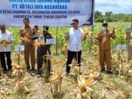 PJ Bupati Timor Tengah Selatan saat melakukan panen perdana jagung hibrida di Desa Linamnutu. (Dok. Istimewa)